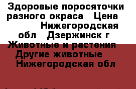 Здоровые поросяточки разного окраса › Цена ­ 3 000 - Нижегородская обл., Дзержинск г. Животные и растения » Другие животные   . Нижегородская обл.